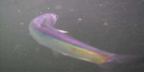 野島漁港　水中映像