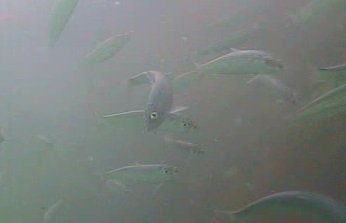 千倉港・平館港　水中映像