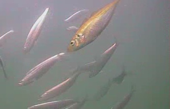 千倉港・平館港　水中映像