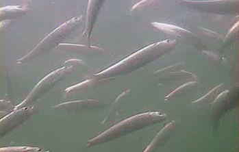 千倉港・平館港　水中映像