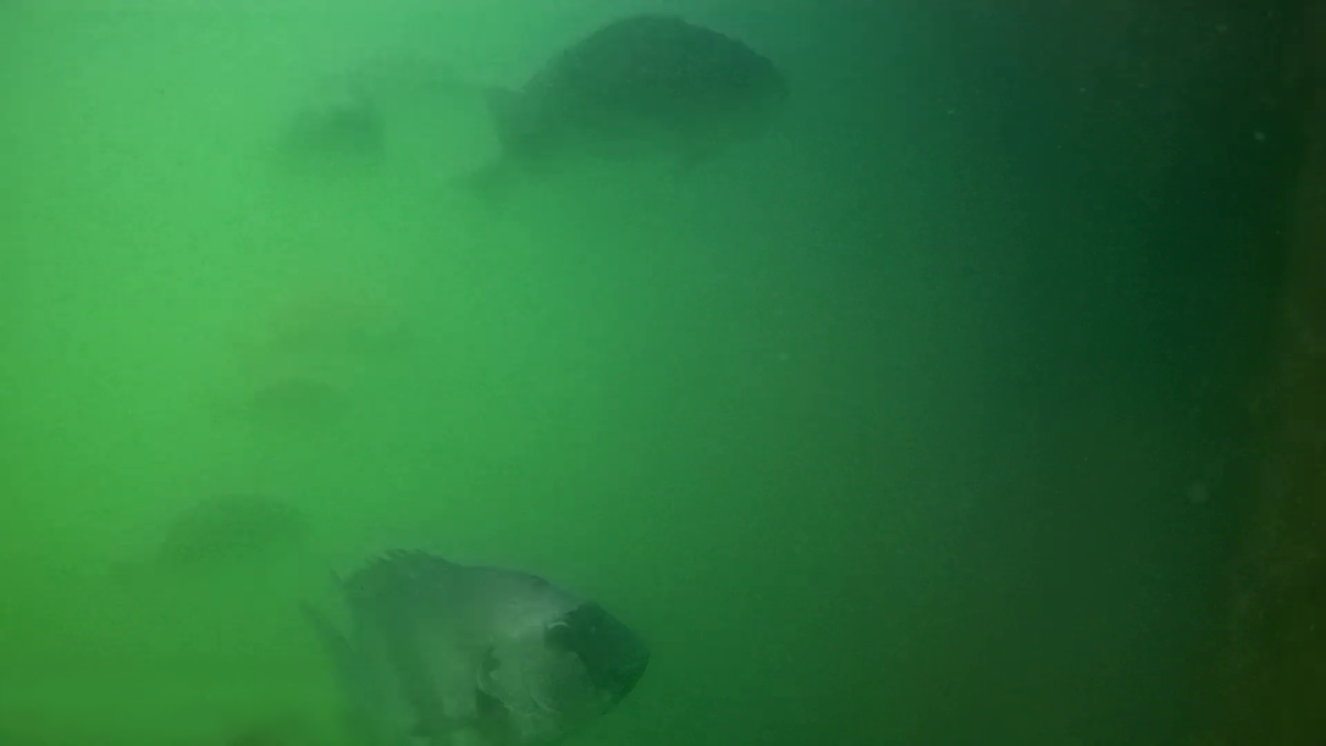 千倉港・平舘港　水中映像　石鯛