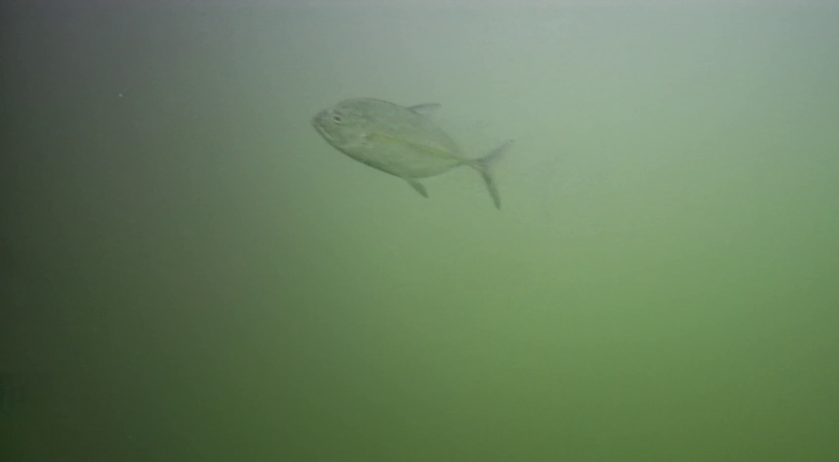 勝浦漁港　釣り　水中映像　ギンガメアジ