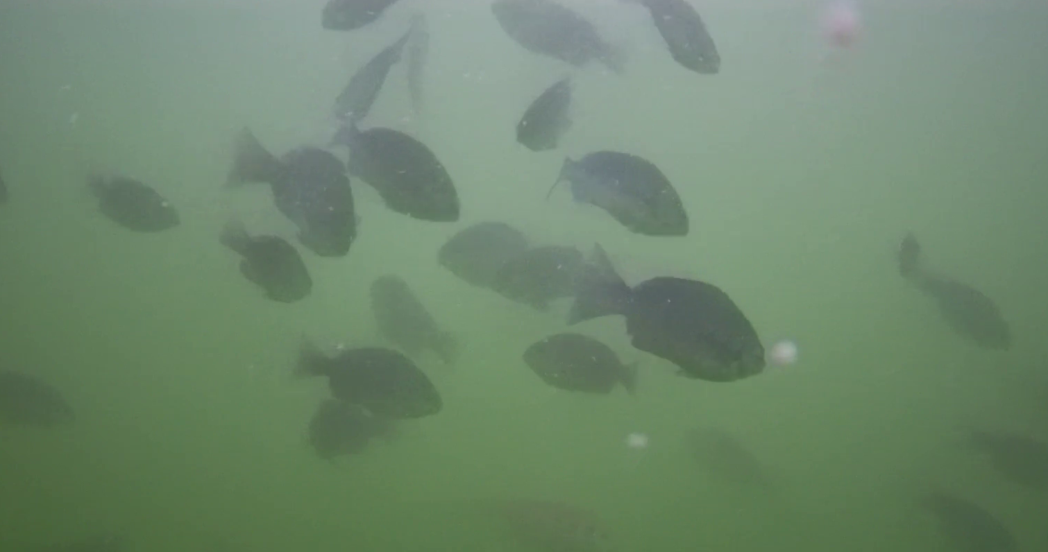 勝浦漁港　釣り　水中映像