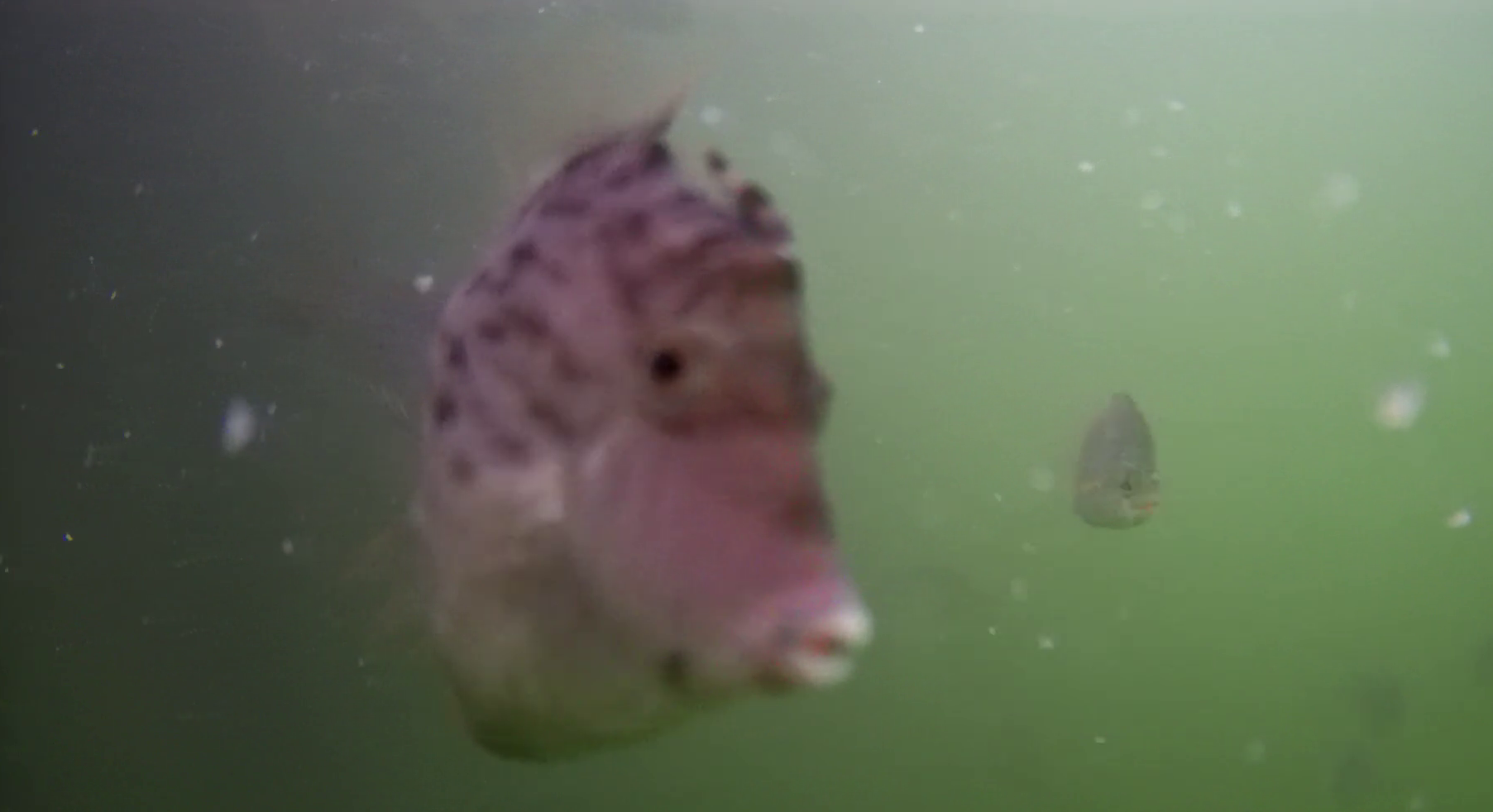 勝浦漁港　釣り　水中映像