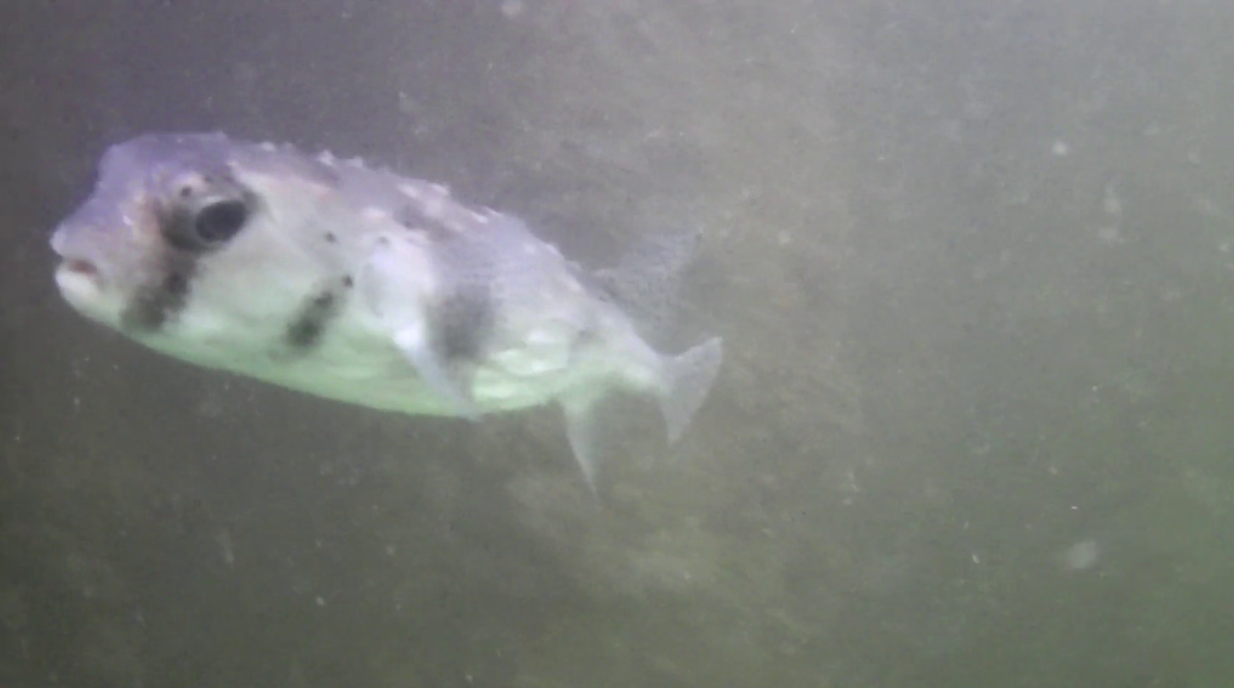 勝浦漁港　釣り　水中映像