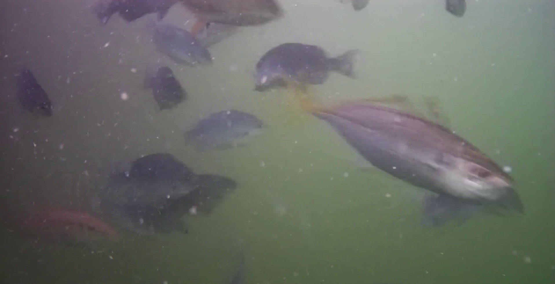 勝浦漁港　釣り　水中映像　アジ