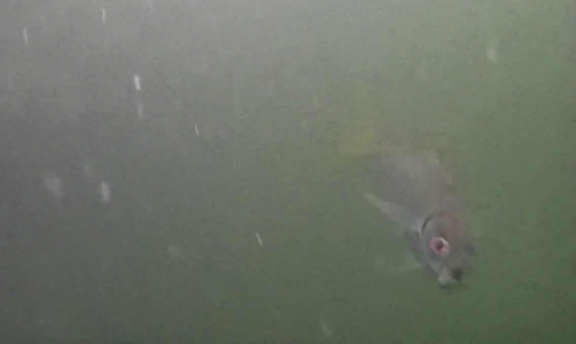 勝浦漁港　釣り　水中映像　アジ