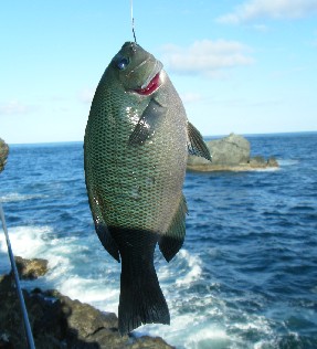 鴨川漁港　弁天島　釣り