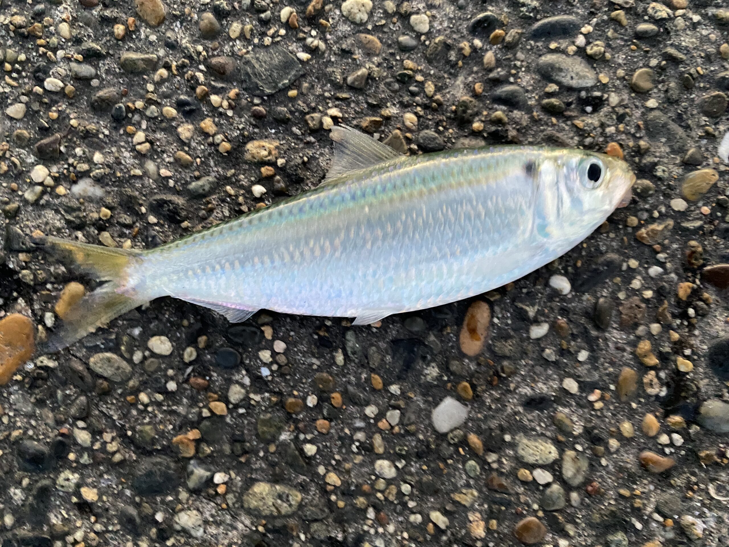 銚子外港　釣り