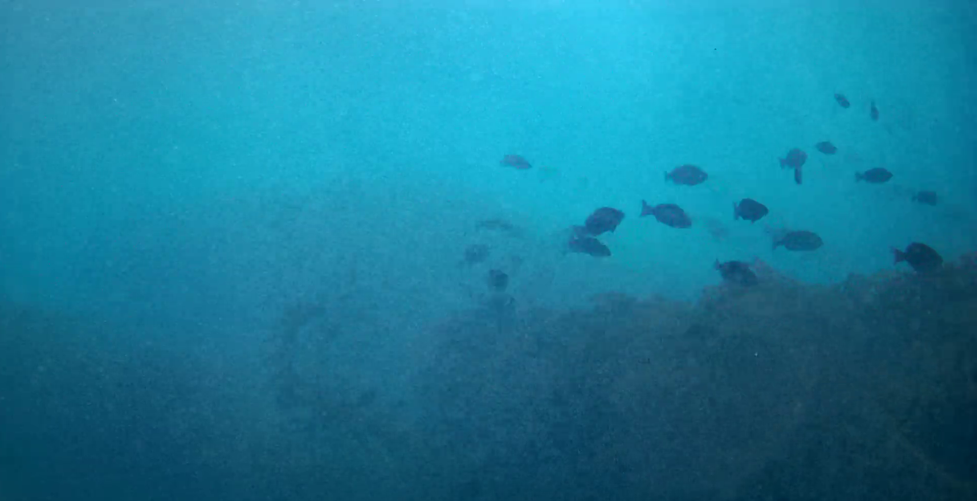 鴨川漁港　弁天島　釣り　水中映像