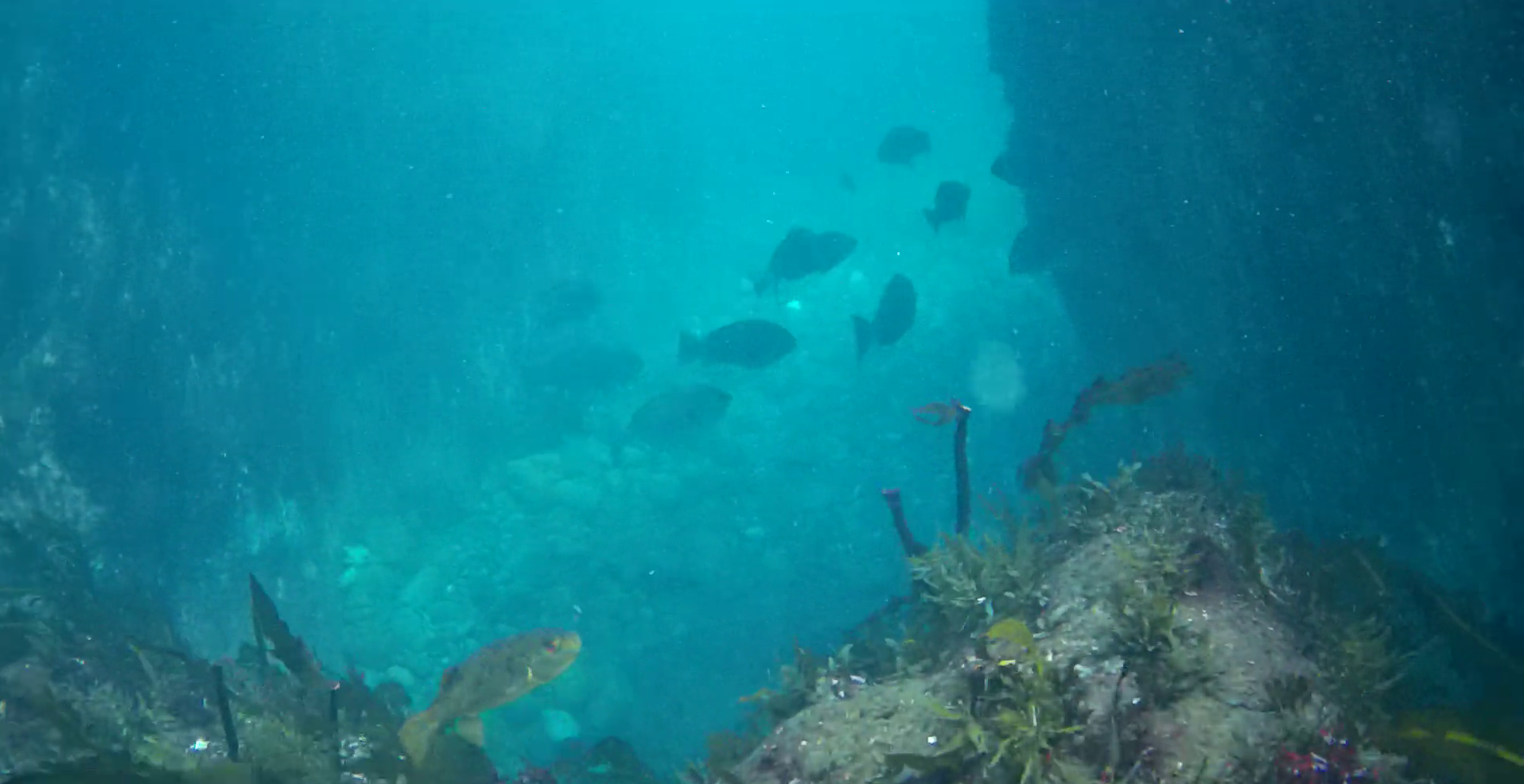 鴨川漁港　弁天島　釣り　水中映像