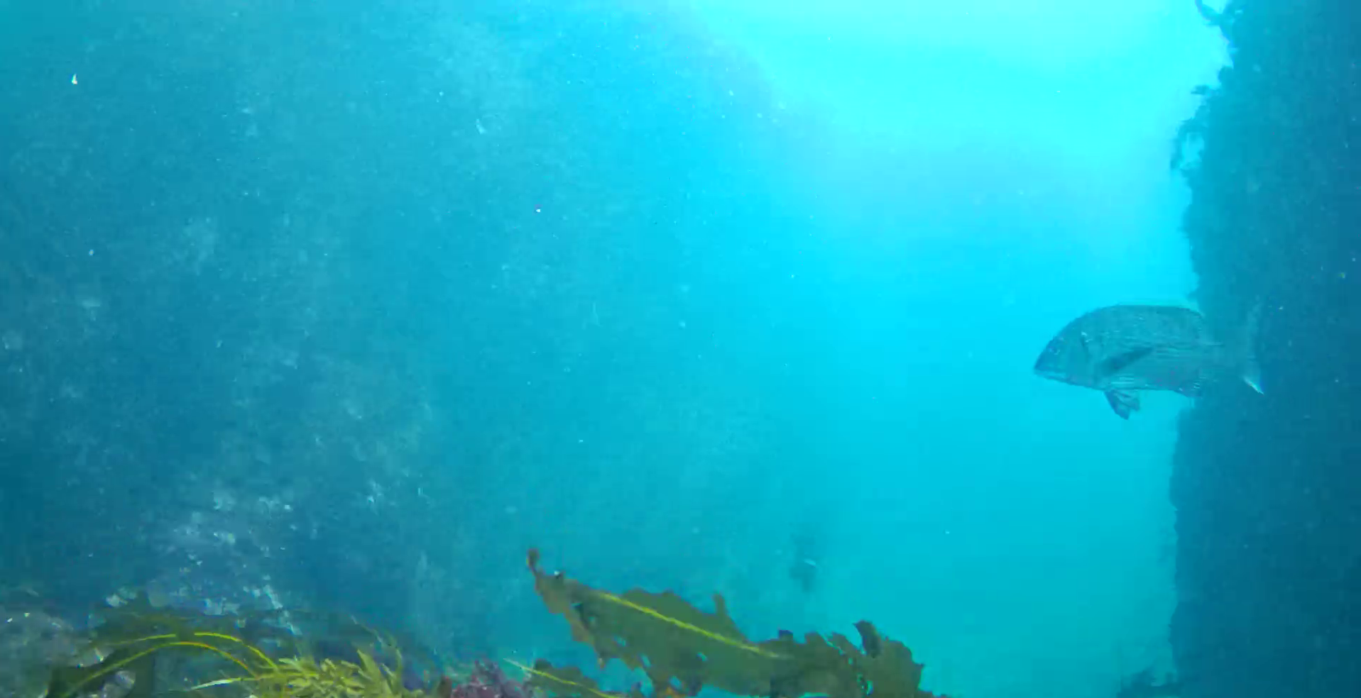 鴨川漁港　弁天島　釣り　水中映像