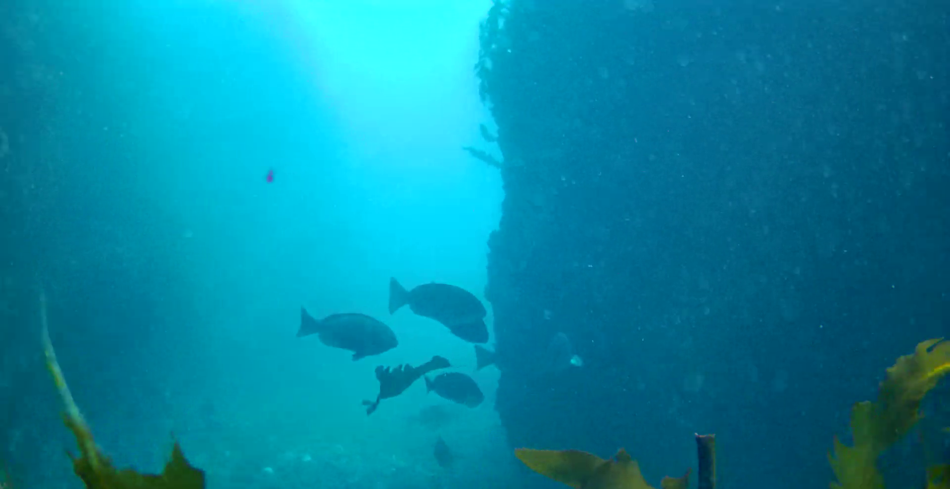 鴨川漁港　弁天島　釣り　水中映像