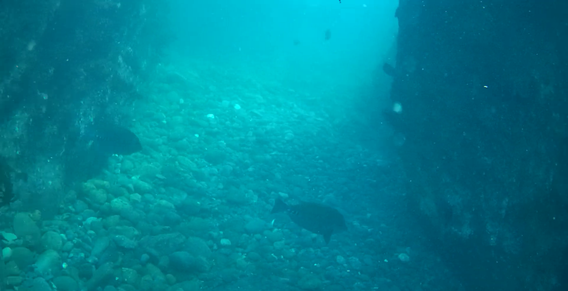 鴨川漁港　弁天島　釣り　水中映像