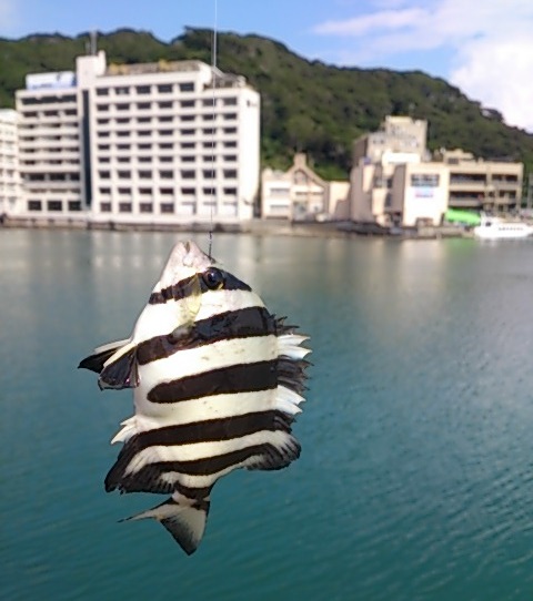 小湊港　釣果