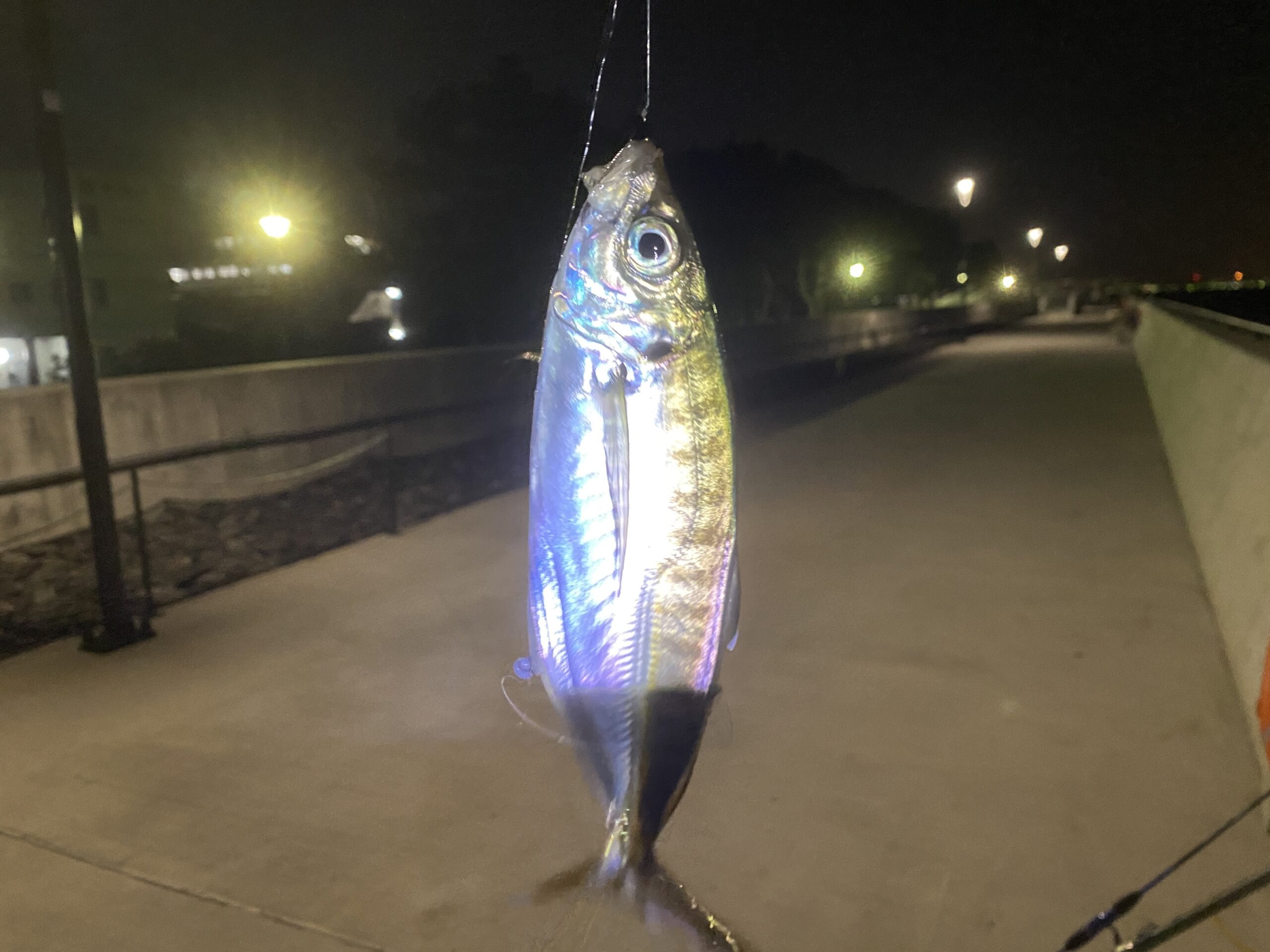 金沢水際線緑地 釣果 アジ