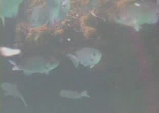 小湊港　水中写真