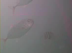 小湊港　水中写真