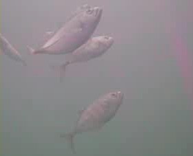 小湊港　水中写真