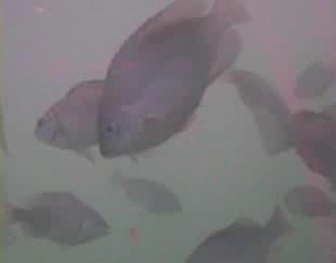 小湊港　水中写真