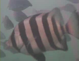 小湊港　水中写真