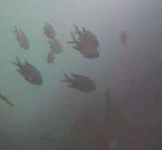 浜金谷港　水中映像