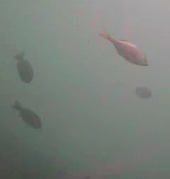 浜金谷港　水中映像
