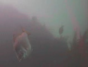 浜金谷港　水中映像