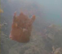 白間津港　水中写真