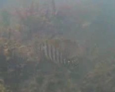 白間津港　水中写真