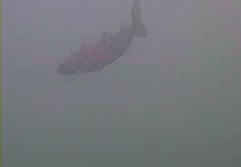 白間津港　水中写真