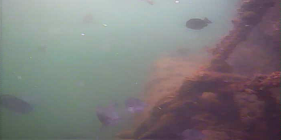 保田港 水中映像