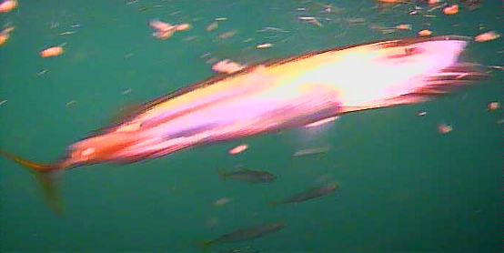 保田港 水中映像