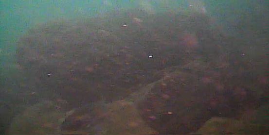 保田港 水中映像