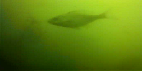 金沢水際線緑地