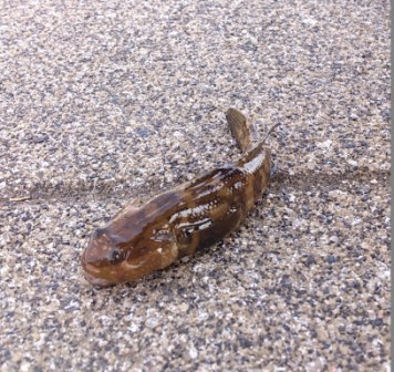 杉田臨海緑地 釣り アゴハゼ