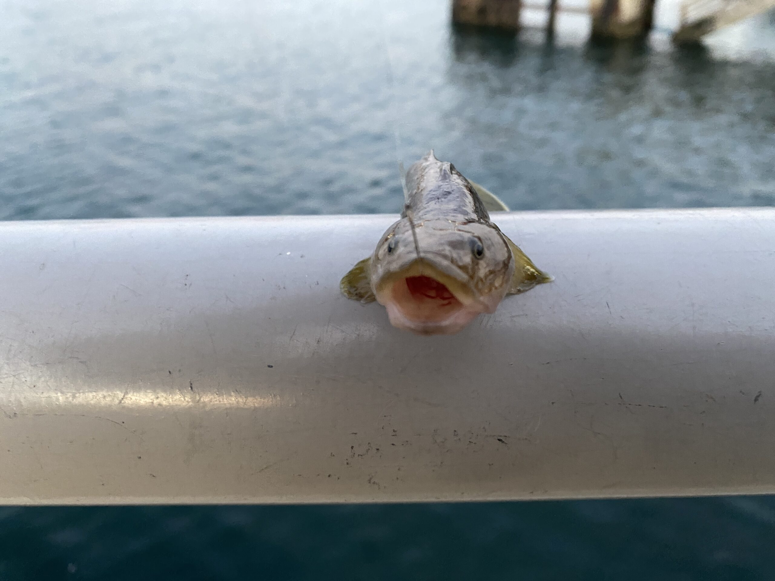 杉田臨海緑地 釣り ドロメ