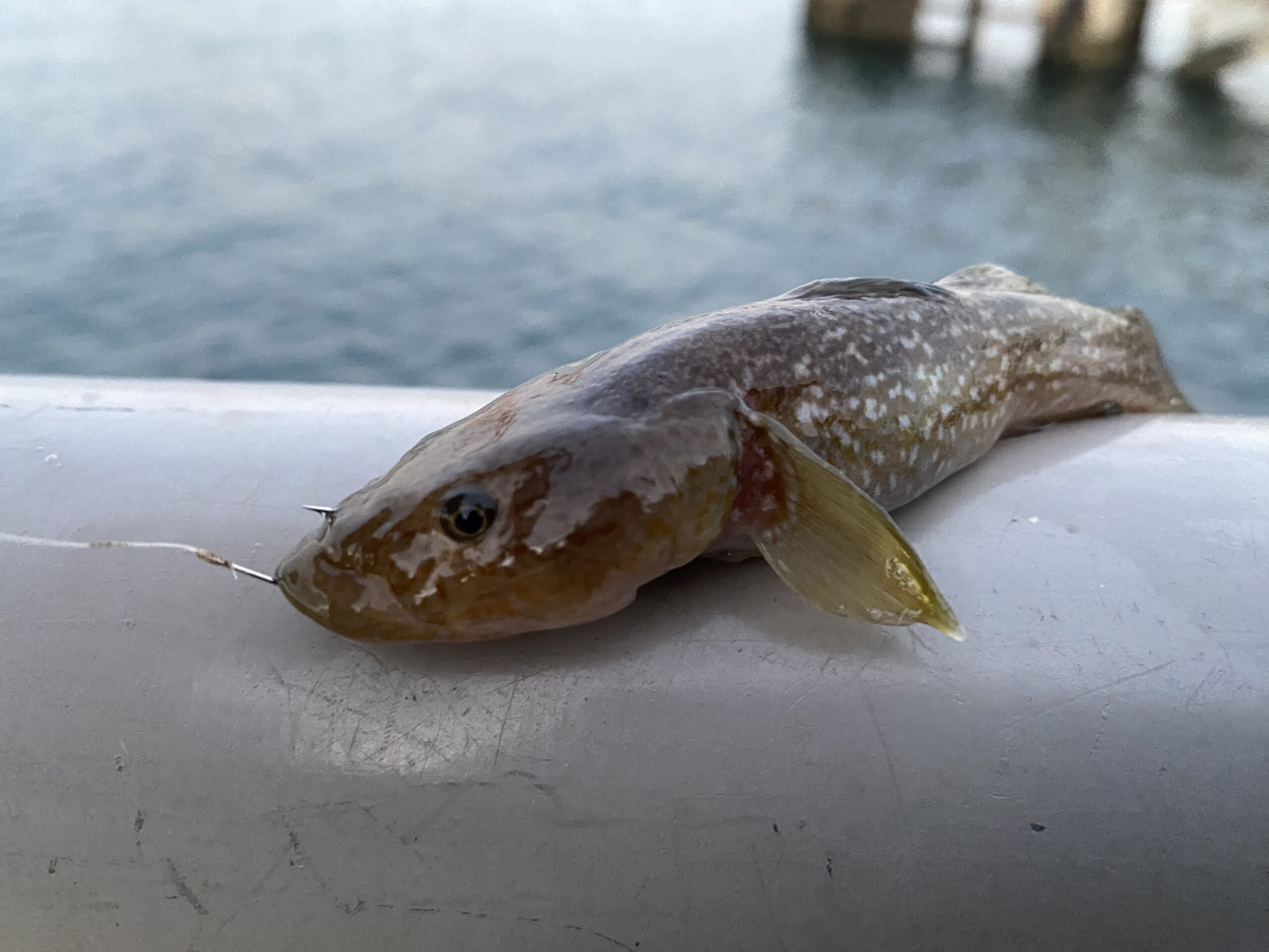杉田臨海緑地 釣り ドロメ