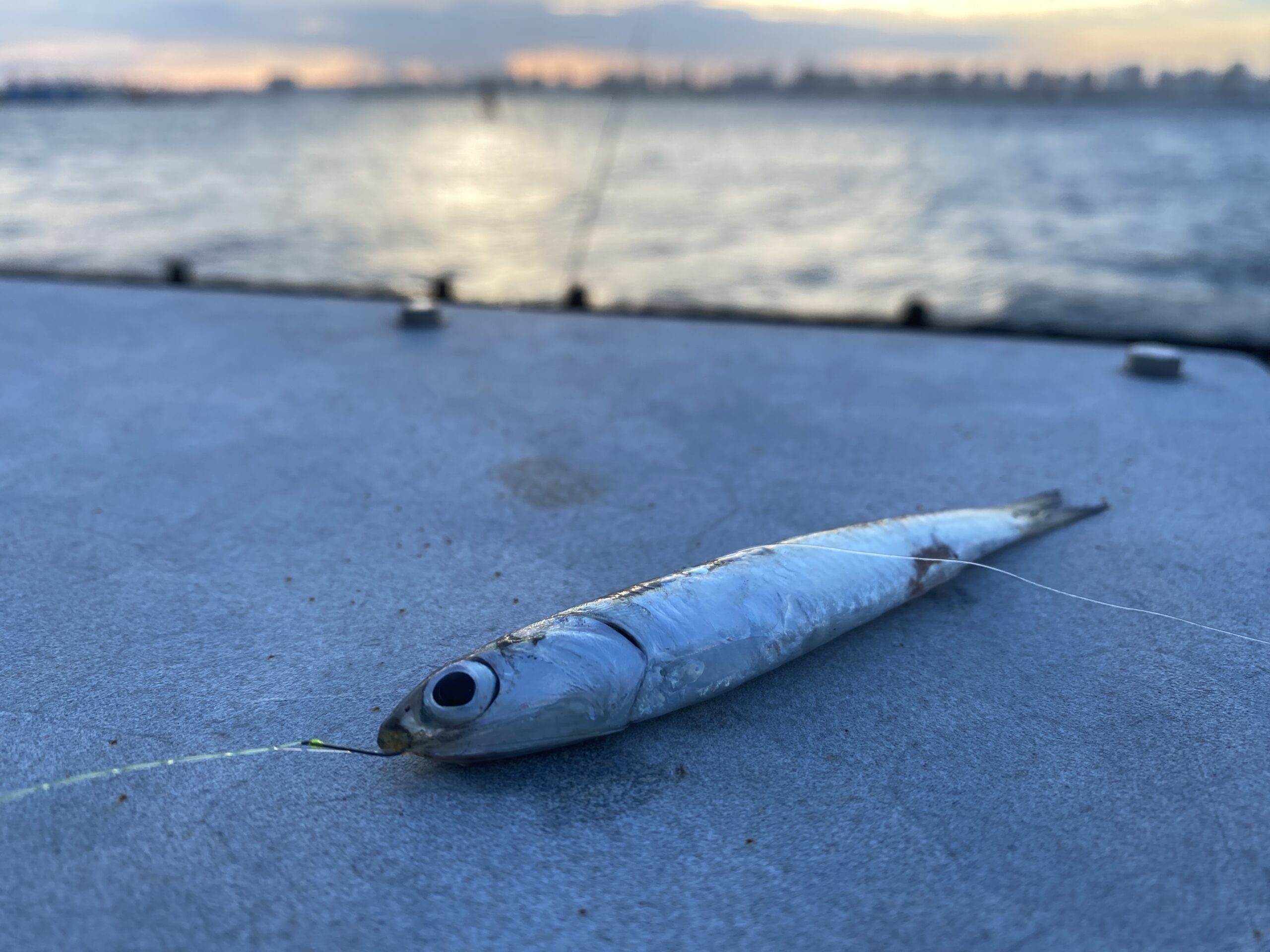 若洲海浜公園 釣り
