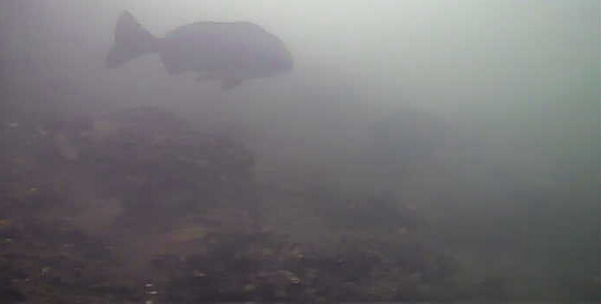 月島　中の島公園　水中写真　クロダイ