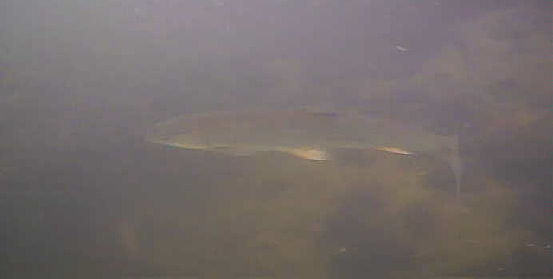 月島　中の島公園　水中写真　ウグイ