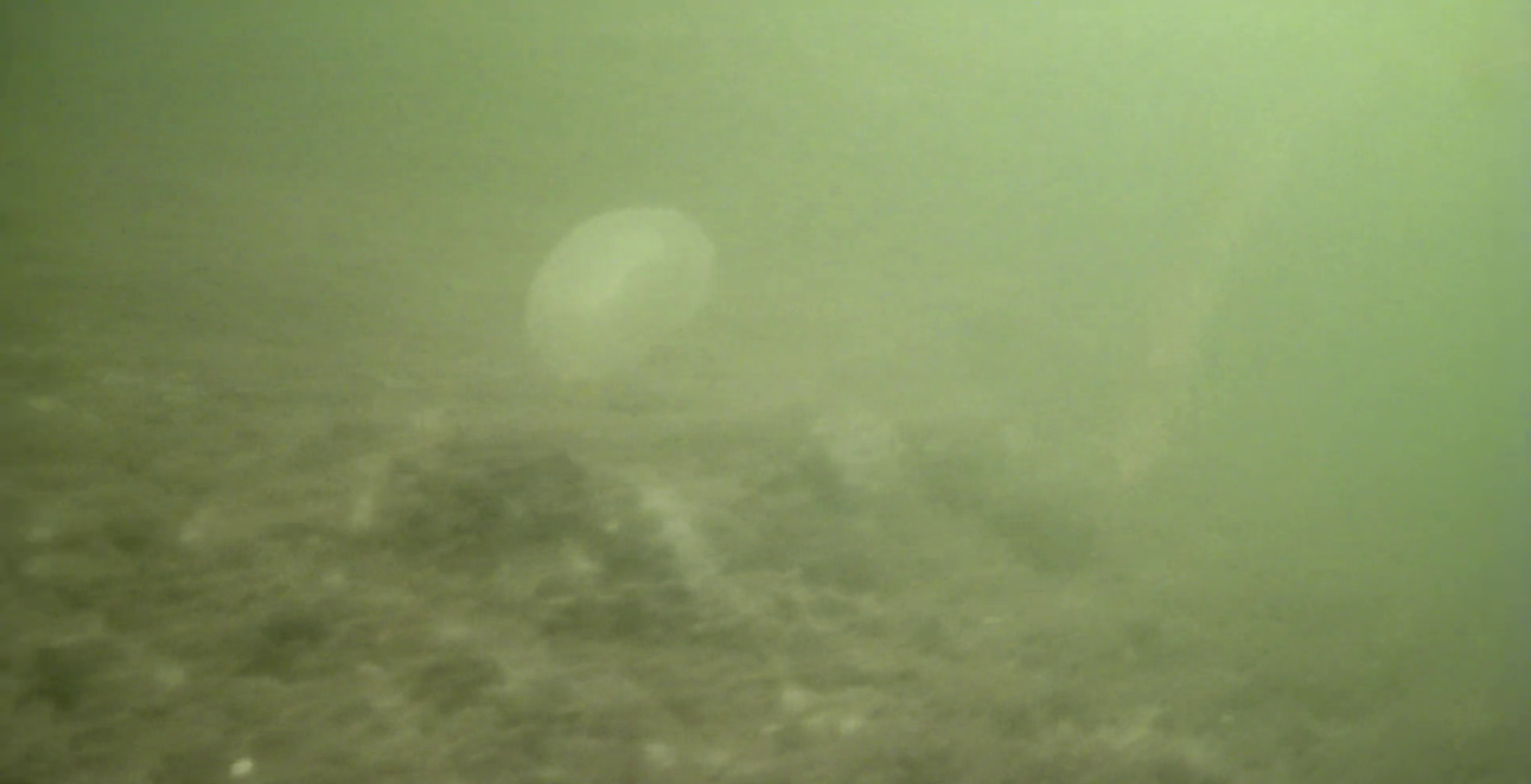 若洲海浜公園 釣り 水中映像