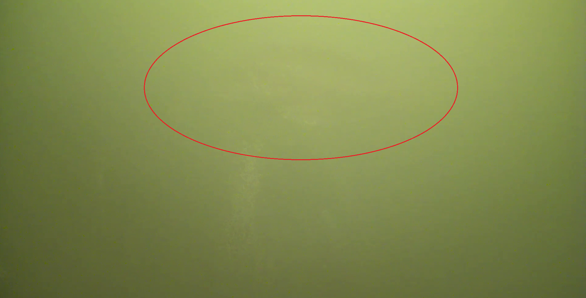 若洲海浜公園 釣り 水中映像