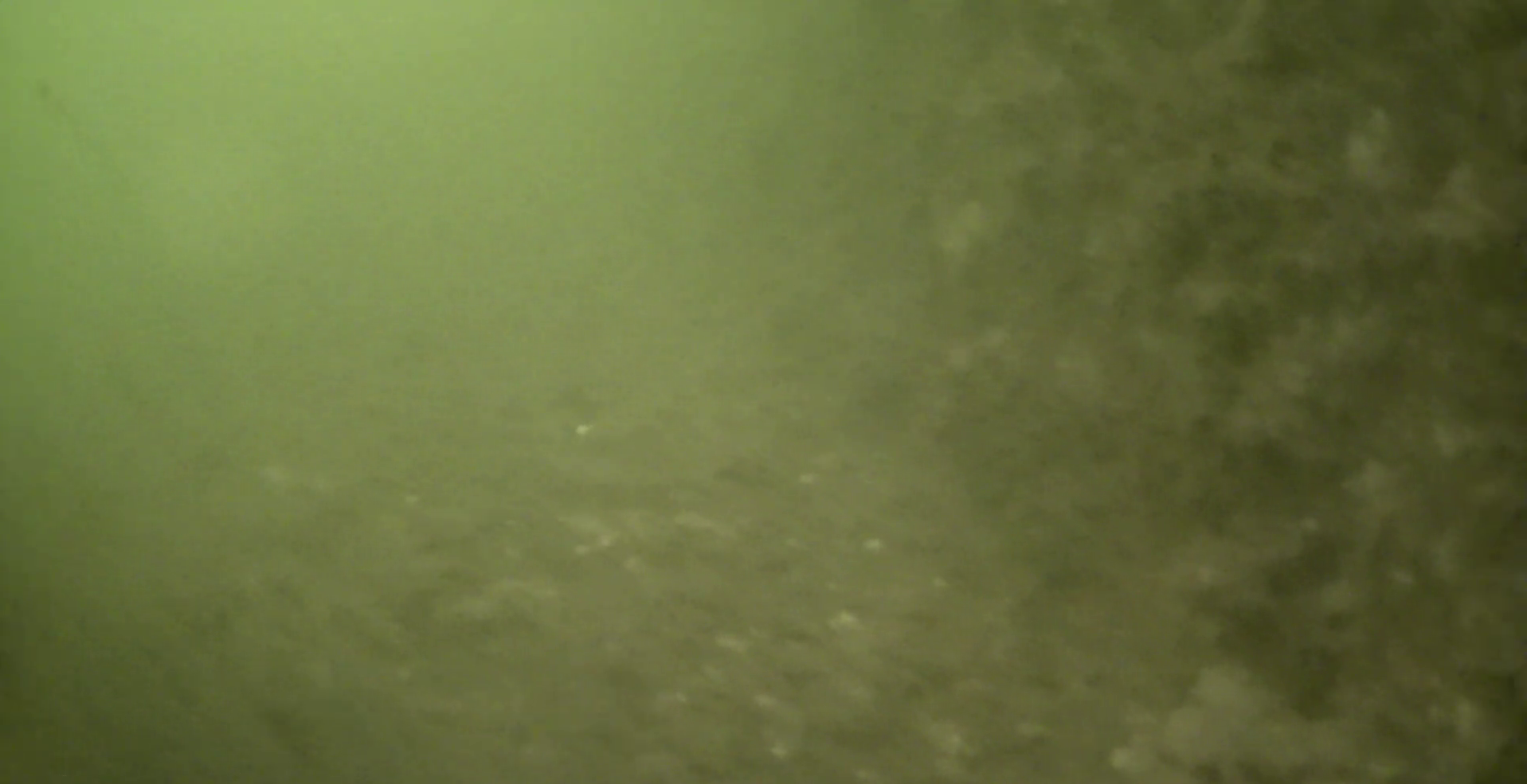 若洲海浜公園 釣り 水中映像