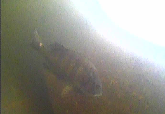 越中島公園　釣り