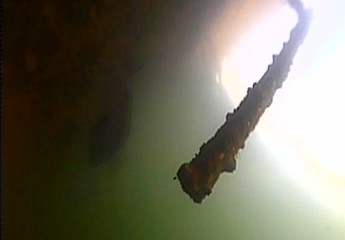 越中島公園　釣り