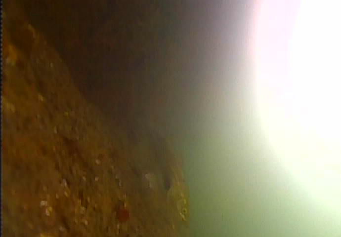 越中島公園　釣り　シーバス