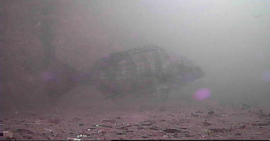 越中島公園　釣り