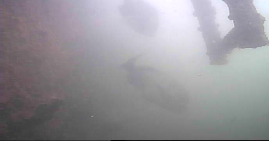 越中島公園　釣り