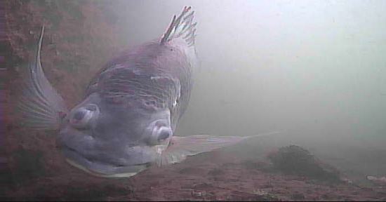 越中島公園　釣り